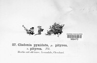 Cladonia pyxidata image